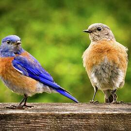 Bluebirds by Jean Noren