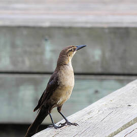 Boat Tailed Grackle by Alison Frank