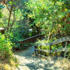 Boardwalk in the Woods by Alison Frank