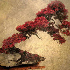 Bonsai Display by Jessica Jenney