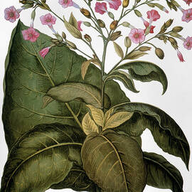 tobacco plant art 1613 Print by Heritage Images Tobacco, plant, Native, Americans vintage