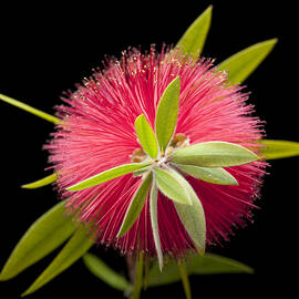 Bottlebrush 2 by Kelley King
