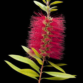 Bottlebrush 3 by Kelley King