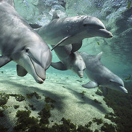 Atlantic Spotted Dolphin Feeding by Hiroya Minakuchi