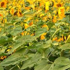 Bozeman Sunflower Fields by Adam Jewell