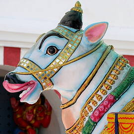 Sacred Cow - Kapaleeshwarar Temple, Mylapore by Richard Reeve
