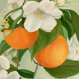 Branch Of Orange Tree In Bloom by Angeles M Pomata