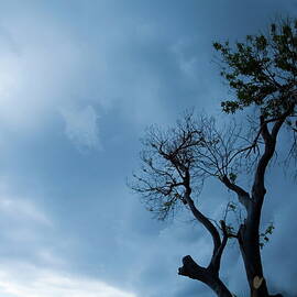 Branches of a tree silhouetted against a stormy sky by Sami Sarkis Photography