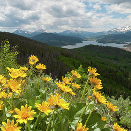 Brilliant Balsamroot and Silverthorne by Cascade Colors