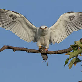 Bringing Dinner by Beth Sargent