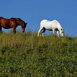 Brown and white horse grazing together in a grassy field by Sami Sarkis Photography