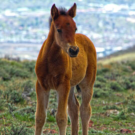 Brown Baby Mustang Foal by Waterdancer