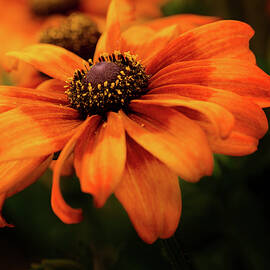 Brown Eyed Susan by Mary Jo Allen