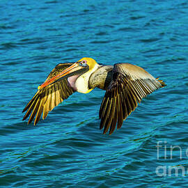 Brown Pelican Flying by Stefano Senise
