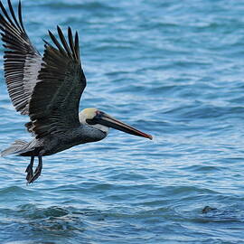 Brown Pelican in flight over water by Sami Sarkis Photography