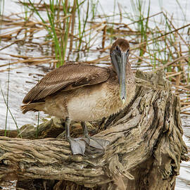 Brown Pelican by Jean Noren