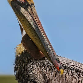 Brown Pelican Portrait by Susan Candelario