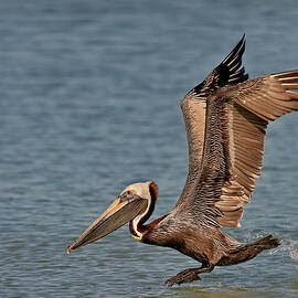 Brown Pelican Take Off by Susan Candelario