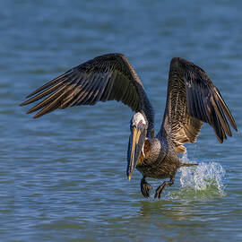 Brown Pelican Taking Off by Susan Candelario