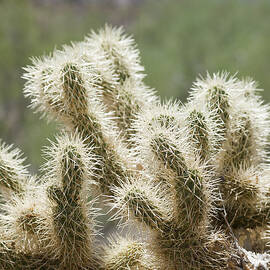 Buckhorn Cholla by Kelley King