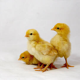 Buff Orpington Trio by Richard Reeve
