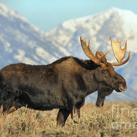 Bull Moose In The Tetons by Adam Jewell