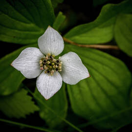 Bunchberry Dogwood on Gloomy Day by Darcy Michaelchuk