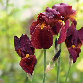 Burgundy Bearded Irises in the Rain by Rona Black