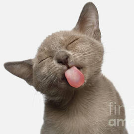 Burmese Kitten Lick by Sergei Taran