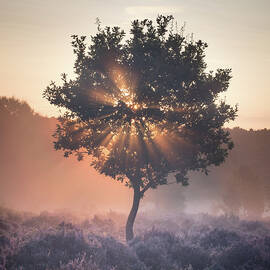 Burst by Chris Dale