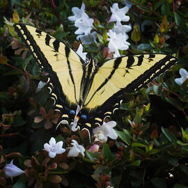 Butterfly by Kelley King