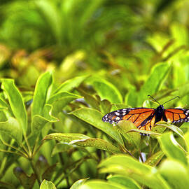 Butterfly Maui by Waterdancer 