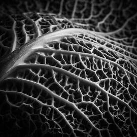 Cabbage by Ian Barber