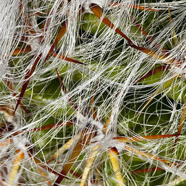 Cactus Hair by Kelley King