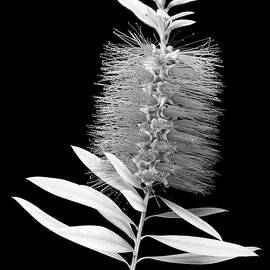 Callistemon Beauty 3 by Kelley King