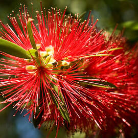 Callistemon by Steven Sparks