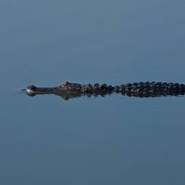 Calm Water Cruise by Steven Sparks