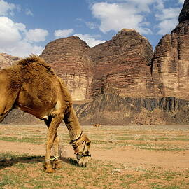 Camel grazing in a desert landscape by Sami Sarkis Photography