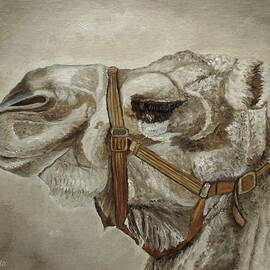Camel Portrait by Angeles M Pomata