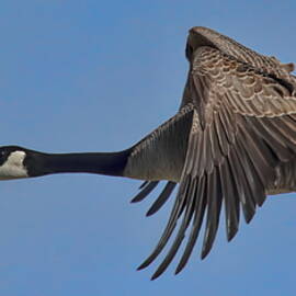 Canada Goose Coming In For A Landing by Dale Kauzlaric