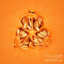 Cantaloupe Melon Inside by Johan Swanepoel