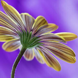 Cape Daisy by Shirley Mitchell