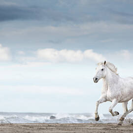Carmargue Horse by Tim Booth