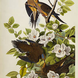 Carolina Turtledove by John James Audubon