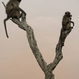 Chacma baboons by Sami Sarkis Photography