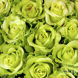 Chartreuse colored roses by Bruce Block