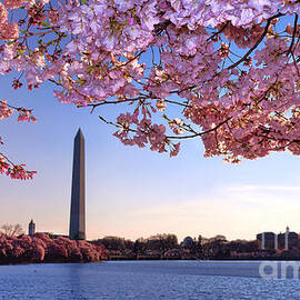 Cheery Cherry DC by Olivier Le Queinec