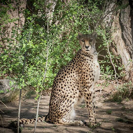 Cheetah by Mary Lee Dereske