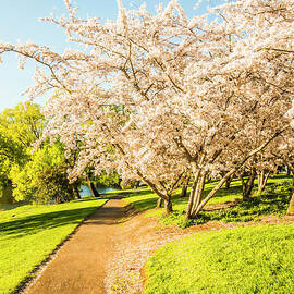 Cherry blossom lane by Jorgo Photography