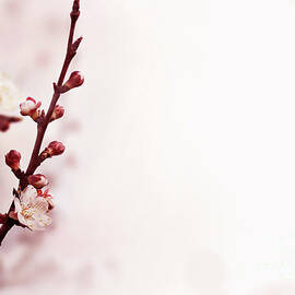 Cherry bossom by Jelena Jovanovic